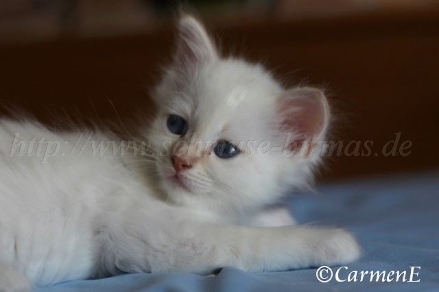 IMG_5136 Gro�e Webansicht02