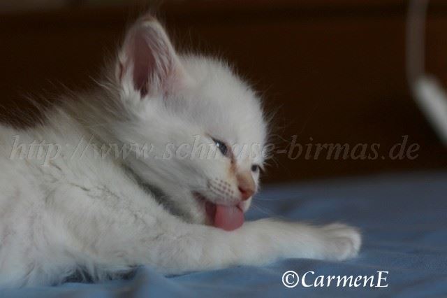 IMG_5145 Gro�e Webansicht02