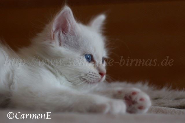 IMG_5210 Gro�e Webansicht02