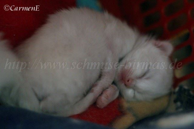 Kater 11 Tage_0 Gro�e Webansicht