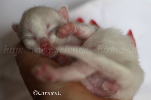 Kater 6 Tage_1 Gro�e Webansicht