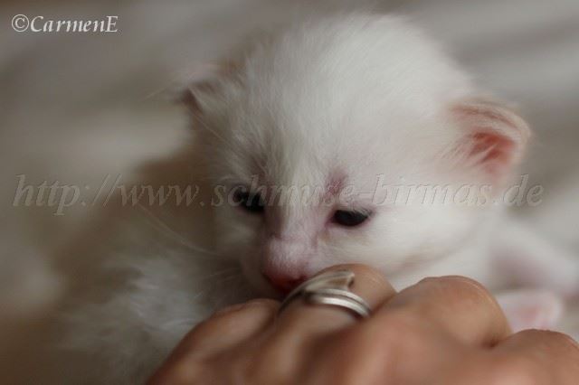 Katze 19 Tage at_0 Groe Webansicht02