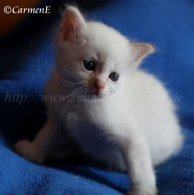 Prinz_020 Gro�e Webansicht