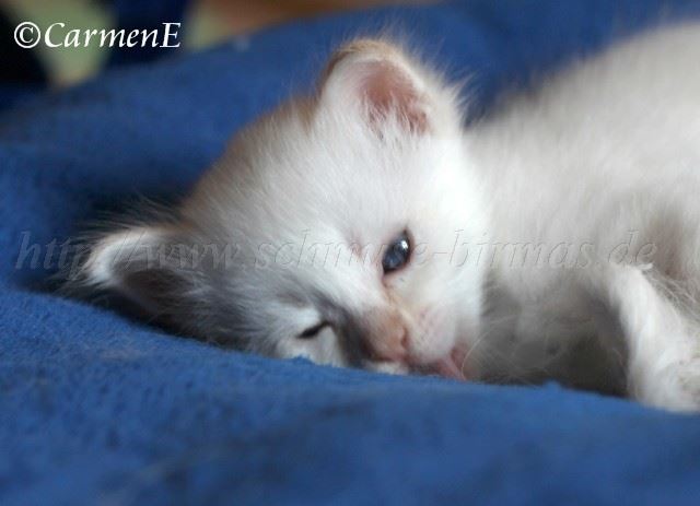 Prinz_058 Gro�e Webansicht