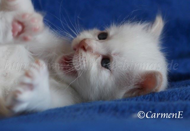 Prinz_091 Gro�e Webansicht