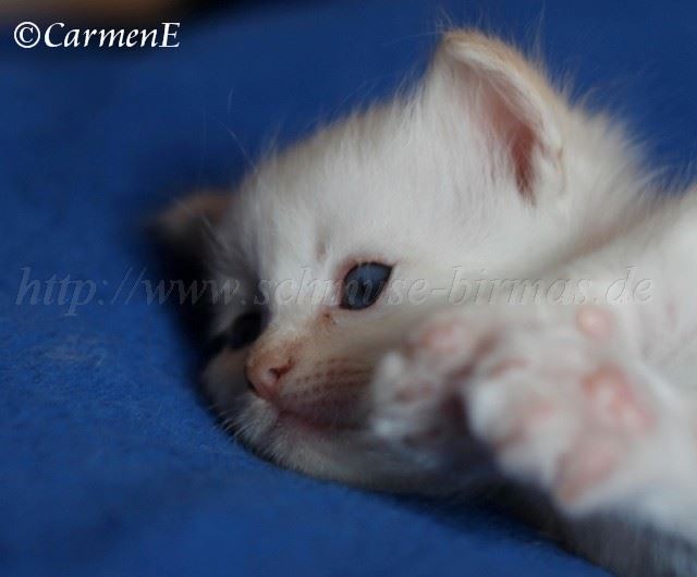 Prinz_134 Gro�e Webansicht