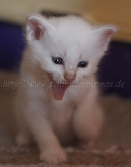 Prinz Charming_05 Gro�e Webansicht