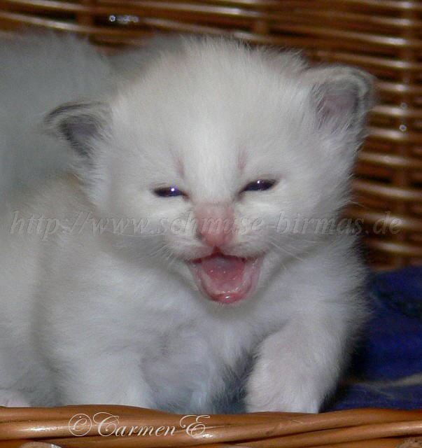 Halica bei typischer T�tigkeit m������iiii