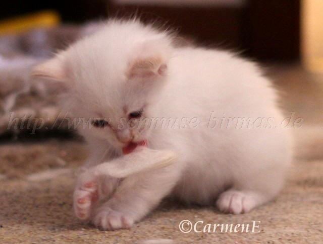 Fusselprinz_02 Gro�e Webansicht