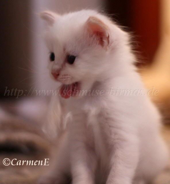 Fusselprinz_11 Gro�e Webansicht