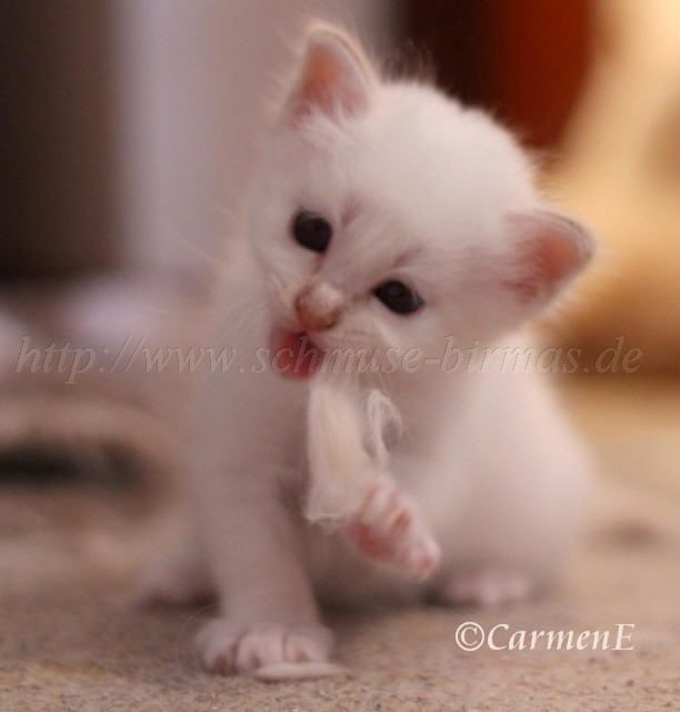 Fusselprinz_16 Gro�e Webansicht