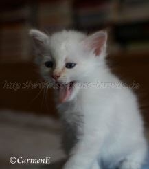 IMG_5103 Gro�e Webansicht