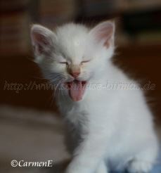 IMG_5104 Gro�e Webansicht