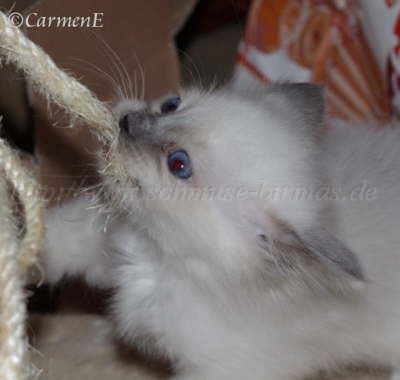 IMG_5260 Groe Webansicht