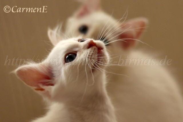 IMG_9036 Gro�e Webansicht