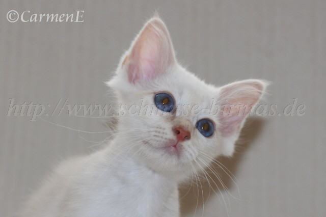 IMG_9154- Gro�e Webansicht