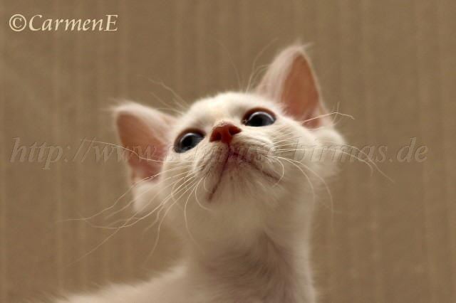 IMG_9161 Gro�e Webansicht