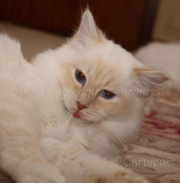 Prinzchen_3 Gro�e Webansicht