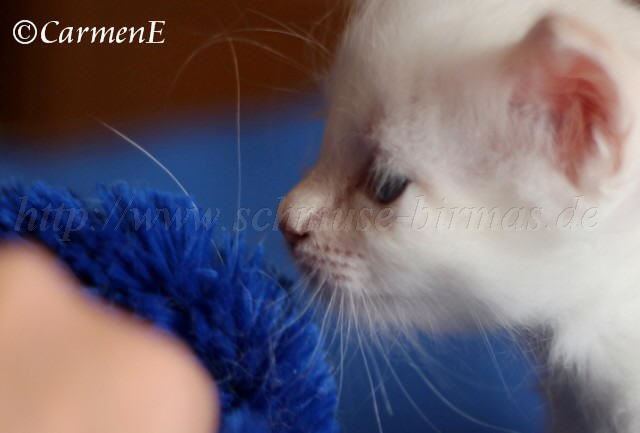 Prinzessin_00 Gro�e Webansicht