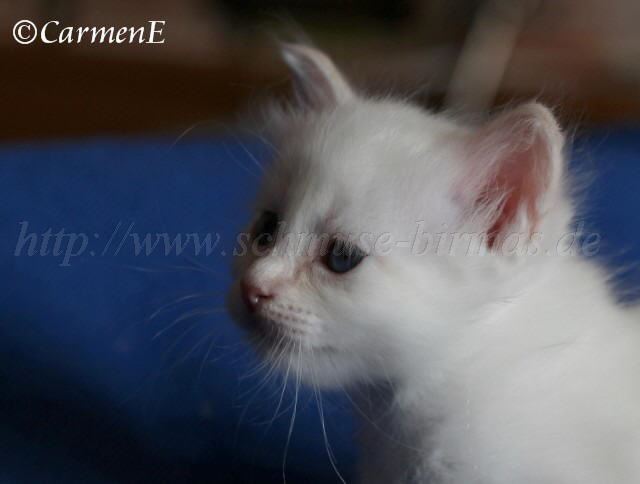 Prinzessin_03 Groe Webansicht