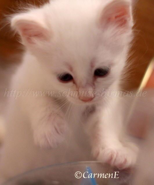 Prinzessin_3 Gro�e Webansicht