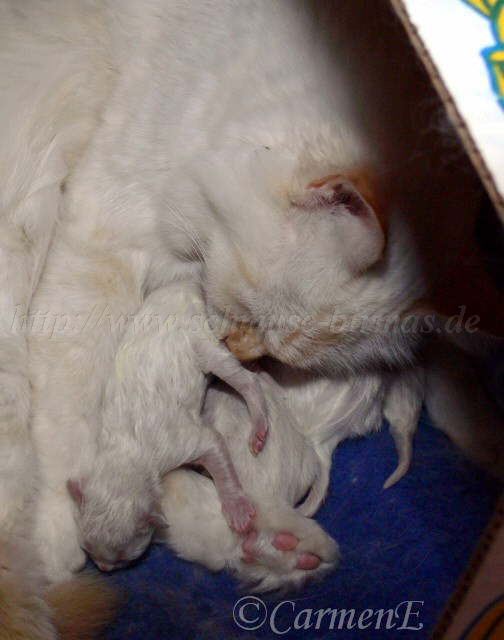 c-1Tagalt_5 Groe Webansicht